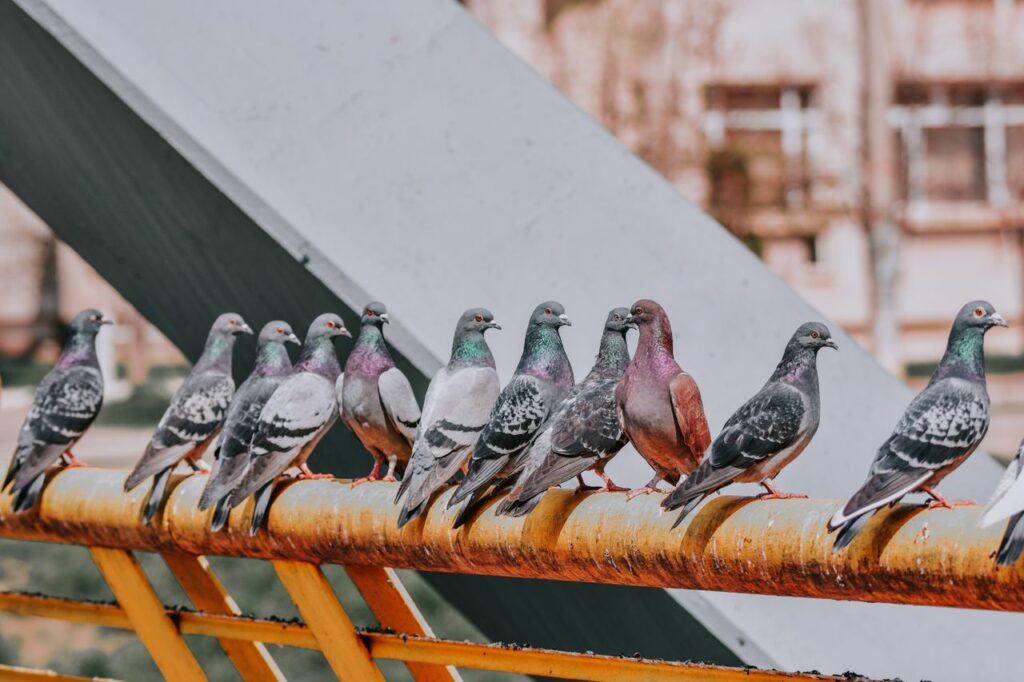 A group of pigeons perched on a yellow metal rail in an urban environment, showcasing nature in the city.